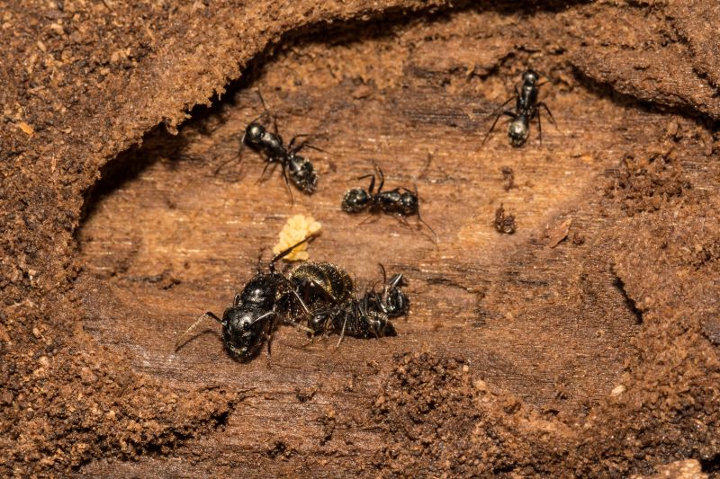 Carpenter Ant Extermination in Frisco, TX