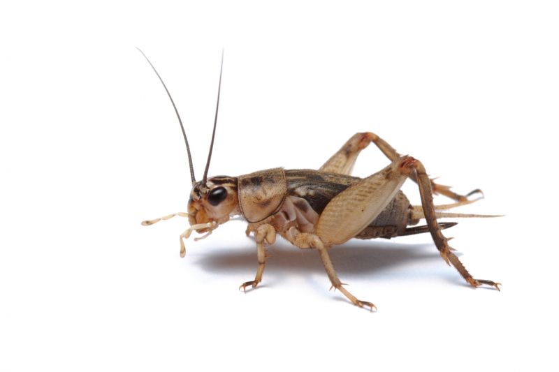 Cricket Removal Service in Mckinney, TX
