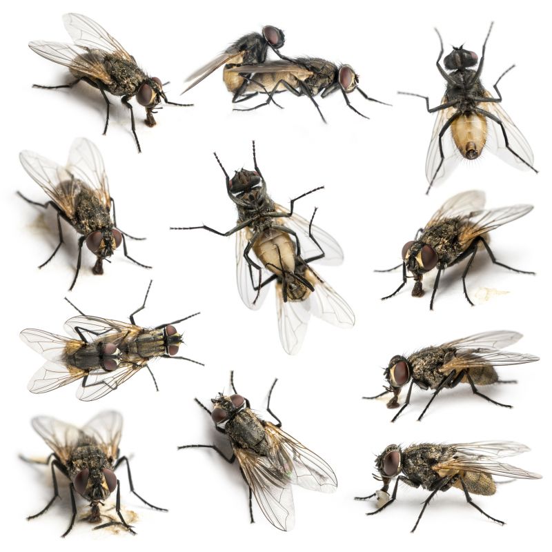 Fly Extermination in Fort Worth, TX