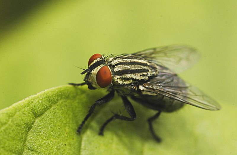 Fly Extermination in Frisco, TX
