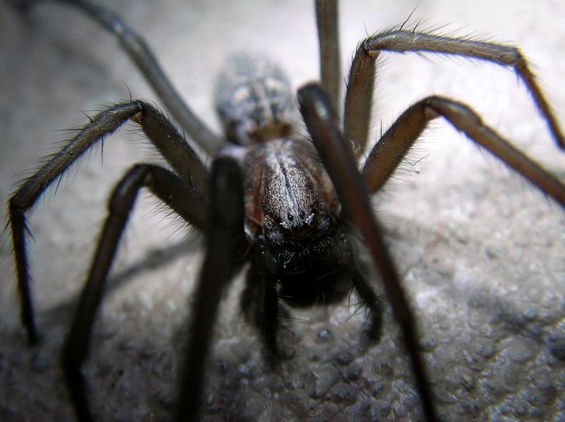 Huntsman Spider Extermination in Katy, TX