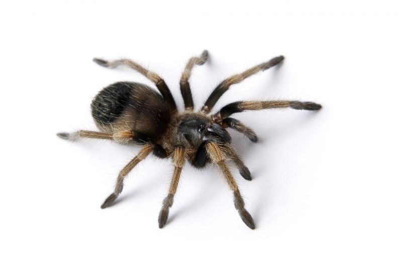 Huntsman Spider Extermination in Rockwall, TX
