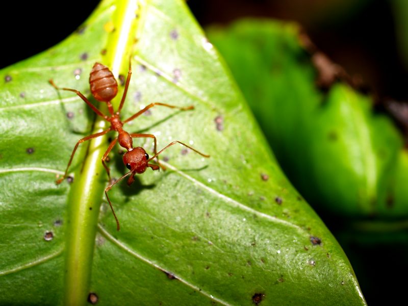 Red Ant Extermination in Mckinney, TX